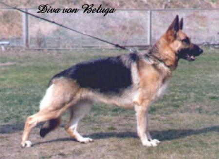 VORZÜGLICH Diva von Beluga