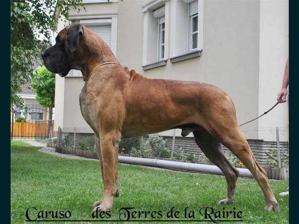 CH Caruso des Terres de la Rairie