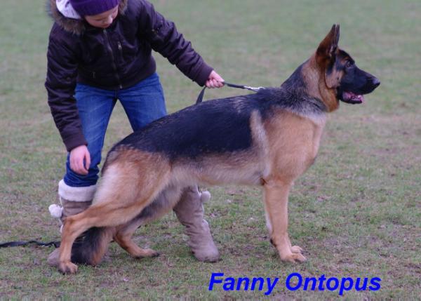 Fanny Ontopus (FCI)