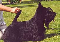 INT & IT & FIN & N & Brambling's Blue Prince