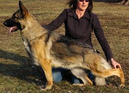 Wolf Creek Zenith of Merivern