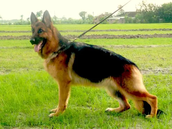 SG1 IGSC Polli vom Langenbungert