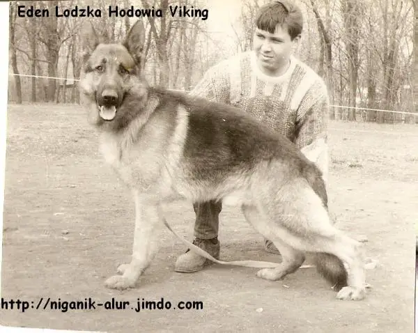 Eden Lodzka Hodowia Viking