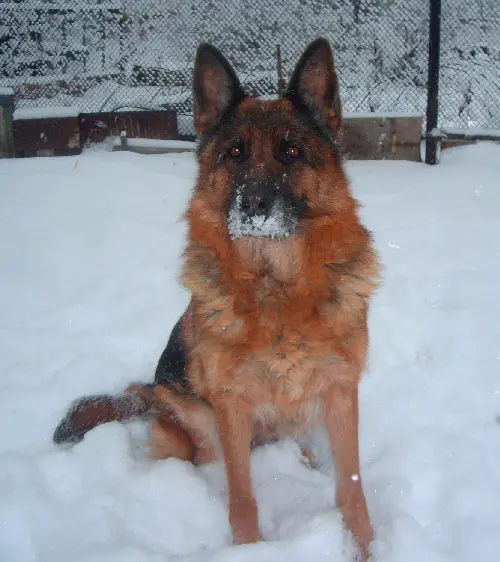 V Valkiria fon Nikkolos