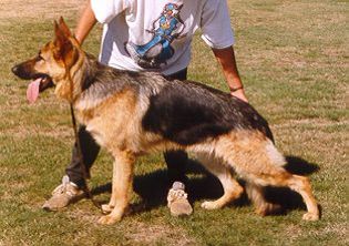 Schaeferhund Juniper