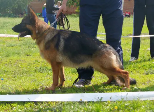 JCH RUS Yana of Flokish Fest