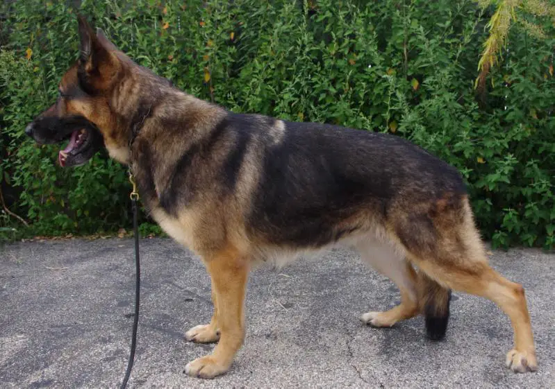 Daffy vom Haus Fasold