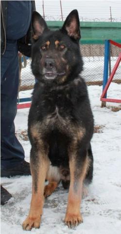 Aron vom Sterkrader Hof