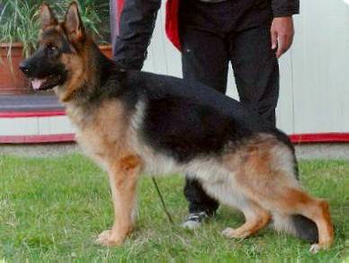 S.G Gino de la cité d'emeraude