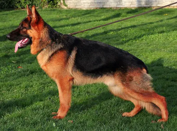 duffy von der kocaeli