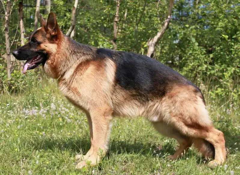 JCHRUS  CH RUS Taliso vom Bad Wäldle