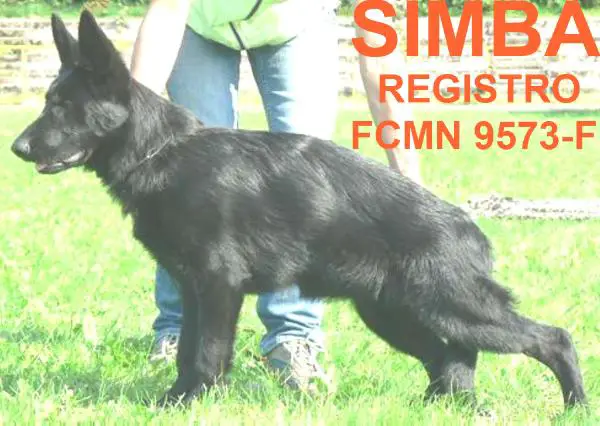 Simba (Alvarez) Mex. Fci.