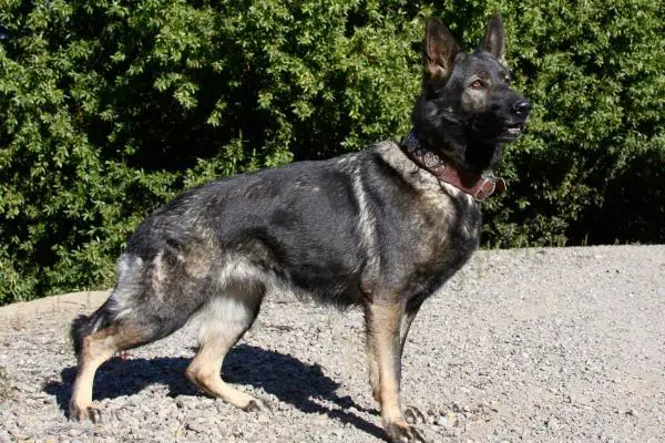 Anasazi U-Wo-Du-Hi A-Do-Nv-Do Sentinalharts