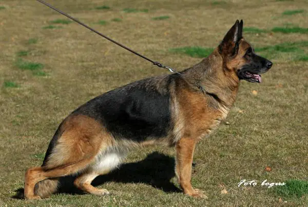 VA1 (СN) Sydney vom Pendler