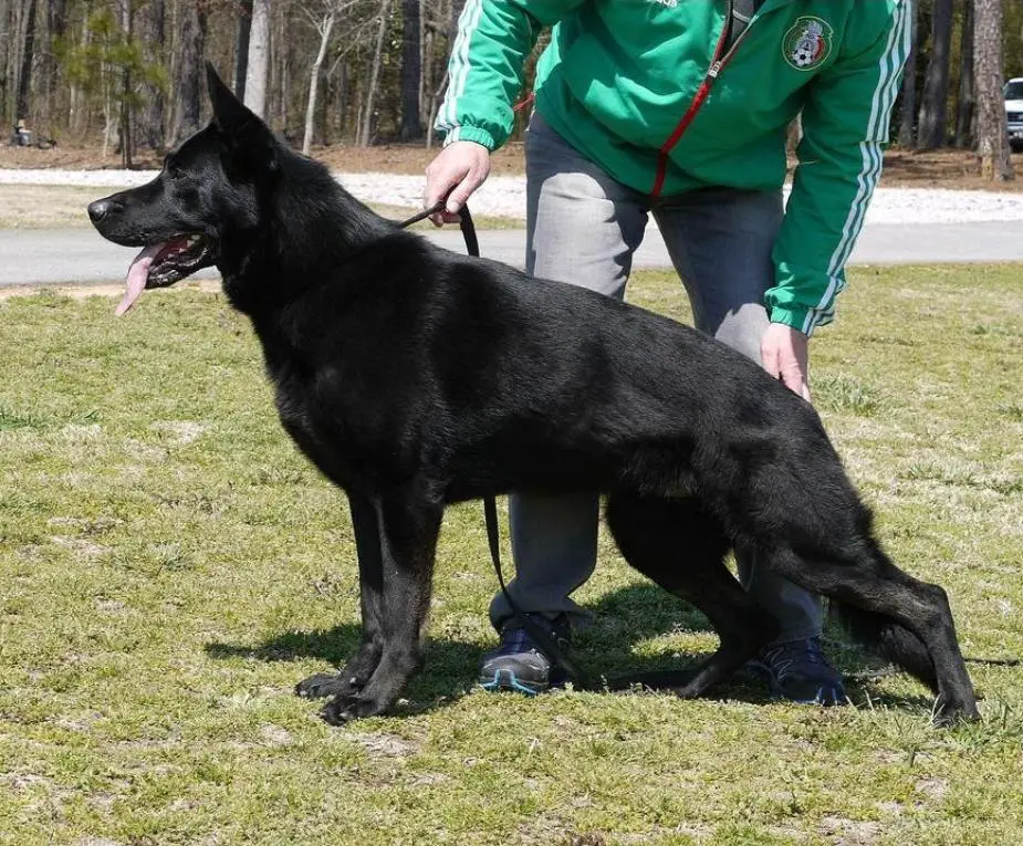 V Iron von den Wolfen