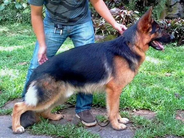 Wirus von der Heimelbach