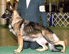 CH (US) Hylock's Sen-Der