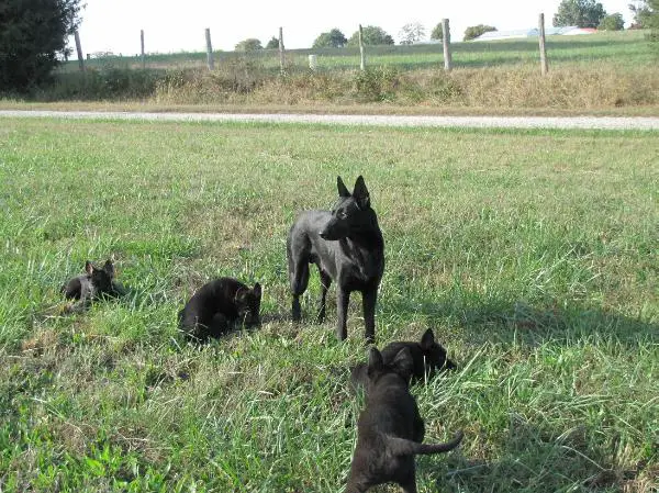 Greta Vom Mountainlake