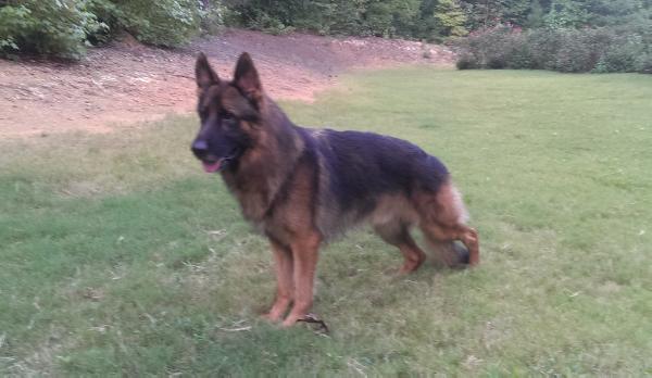 SG7 (NASS) Ne plus ultra Fatimo