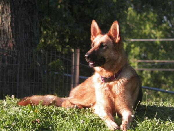 DL Anouk Van Dyk Von Beachel