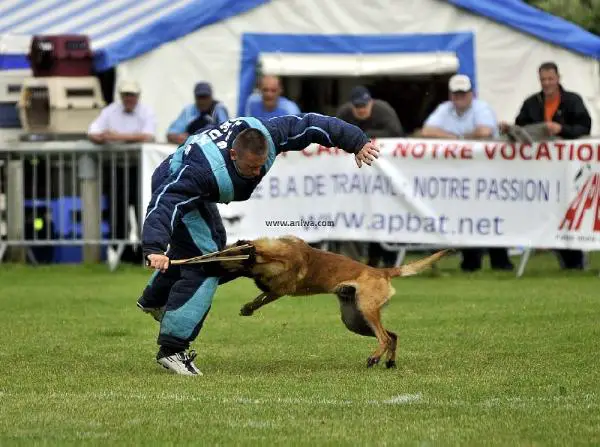 Akim des Bergers d'Ecouve