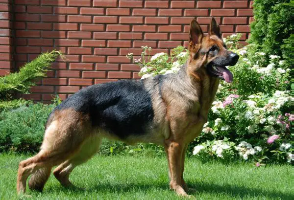 V (UA), CH (UA), 4*САС, 4*ЛС, BOB, СACIB Mamba