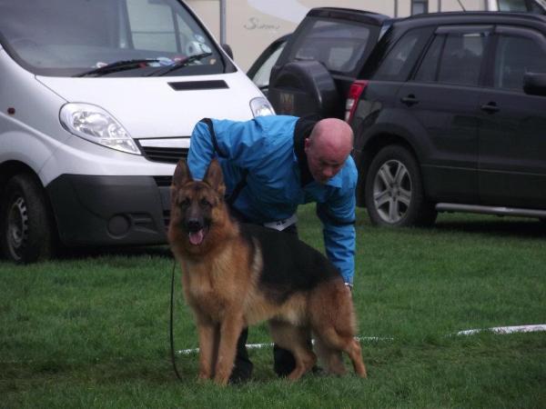 2011 irish sieger puppy winner Harry Seabury