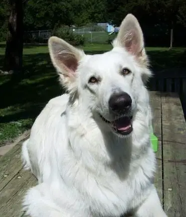 Divine Lady Lilly Queen
