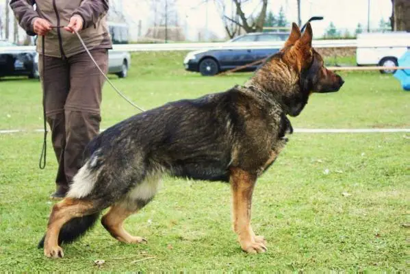 V Anusch vom Freistaat Thüringen