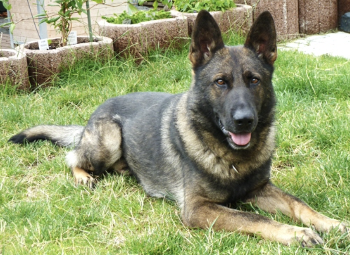 SG Taifun von der Mohnwiese