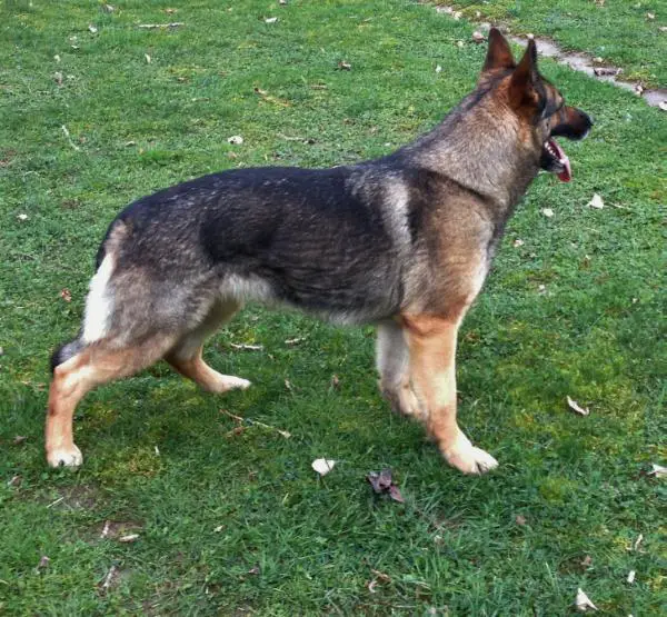 Bailey von Rotkaeppchen