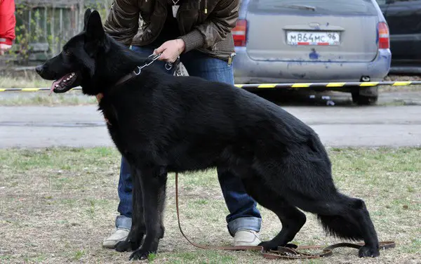 V(RUS) Zetta-Black Marisol Mari