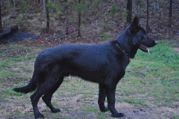 Falko Vom Linmarc II