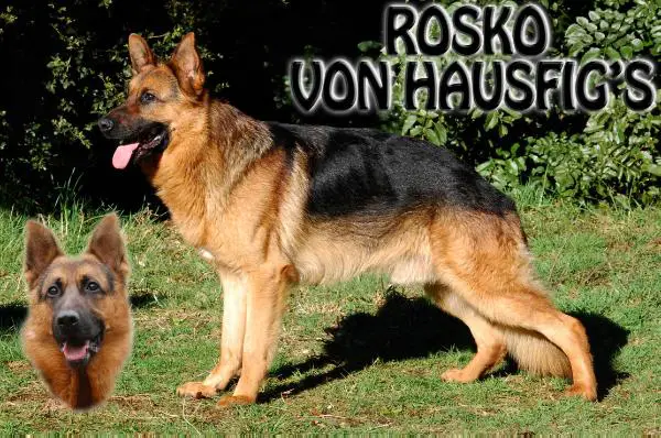 Rosko Von Hausfig's