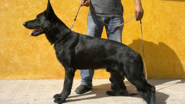 Kendro (Kack)Von Boure