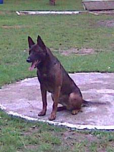 Elton des Hardis Brigands