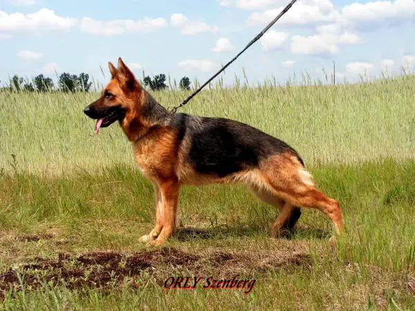 ORLY Szenberg