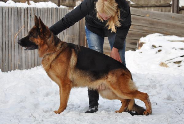 CH.UA*J.CH.NKP Hunter z Azovskogo Berega