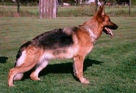 V (LGZS) Babsy vom Dusrani