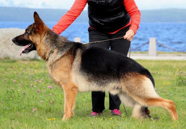 Zoom-Zoom von Nord Traum