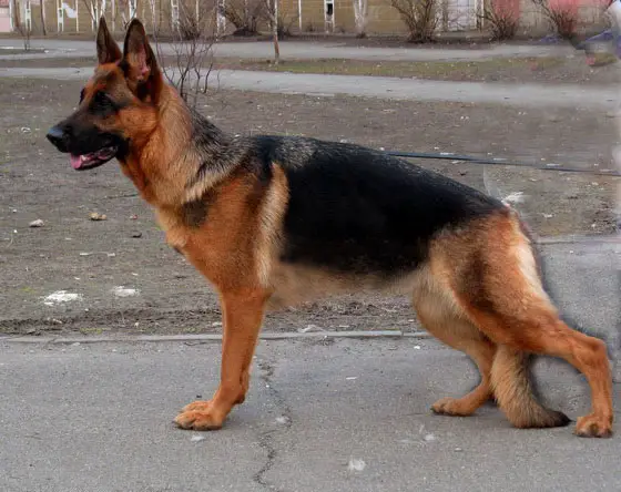 V Abba Forward Ukraine