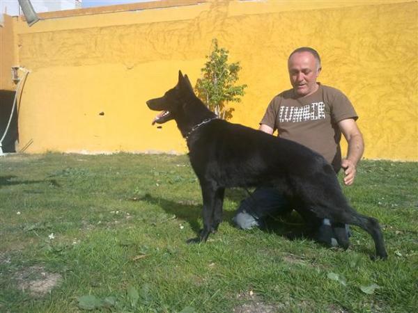 Deisy de ferro-Fundit