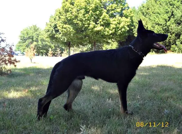 Talon von der HerzHund