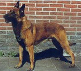 Kimbo NHSB 1272410