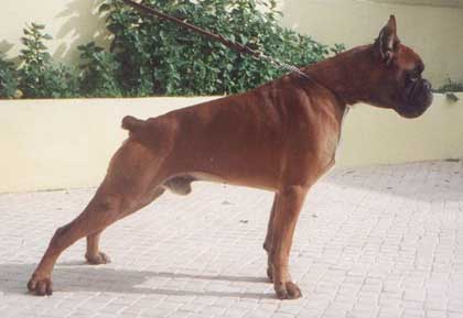 Uber del Roxius