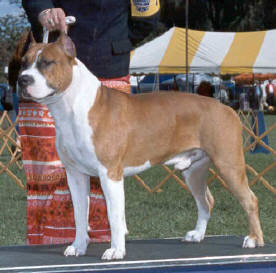 Cloverhill's Big Jake Keystone