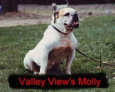 Valley Wiew's Molly