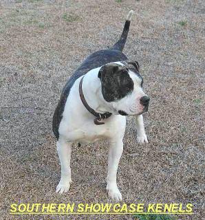 Southern Showcase's Anna Belle
