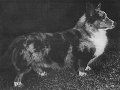 Winsdown Brymore Carbon Blue