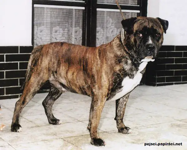 Alko Z Hlucinskych Rovnin